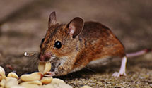 24 Hour & Emergency Exterminators in Rome, NY